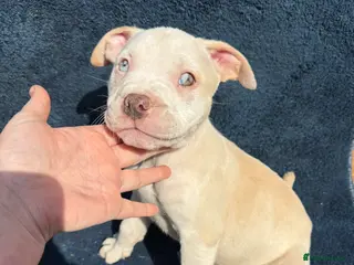 Alapaha Blue Blood Bulldog dogs Alapaha blue blood bulldog Puppies - Advert 4