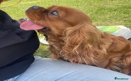 Cavalier King Charles Spaniel dogs for sale: KC Reg CKCS Puppies *health tested parents* - Image 11