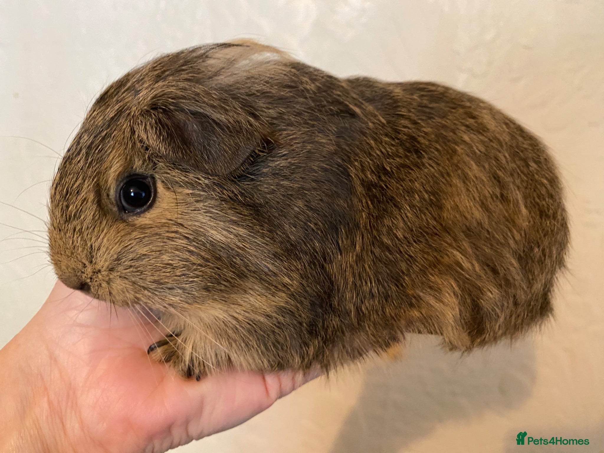 Guinea Pig rodents Gorgeous baby Guinea pigs - Advert 13