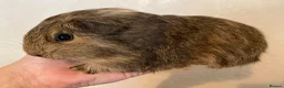 Guinea Pig rodents for sale: Gorgeous baby Guinea pigs - Advert 1