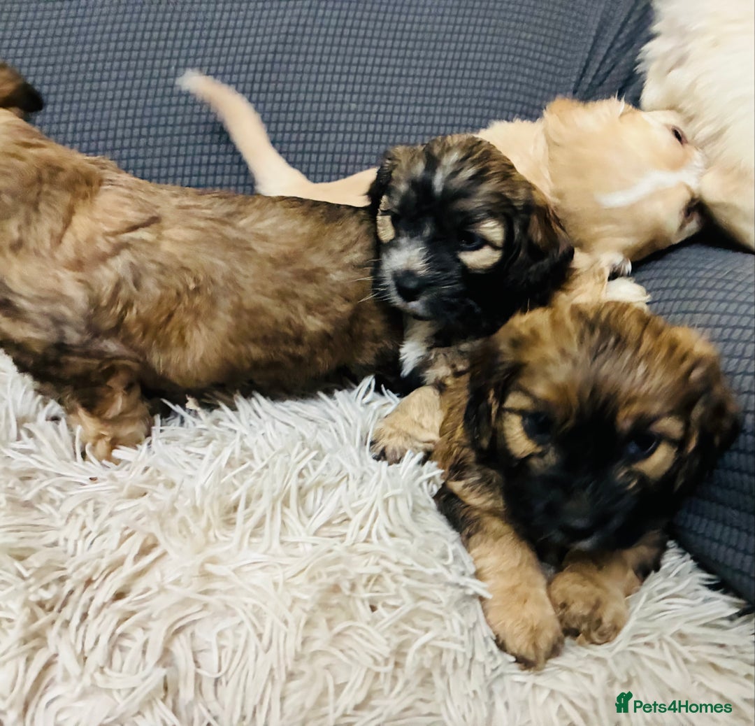 Mixed Breed dogs for sale: 6 Stunning Cock-a-chon puppies  - Advert 39
