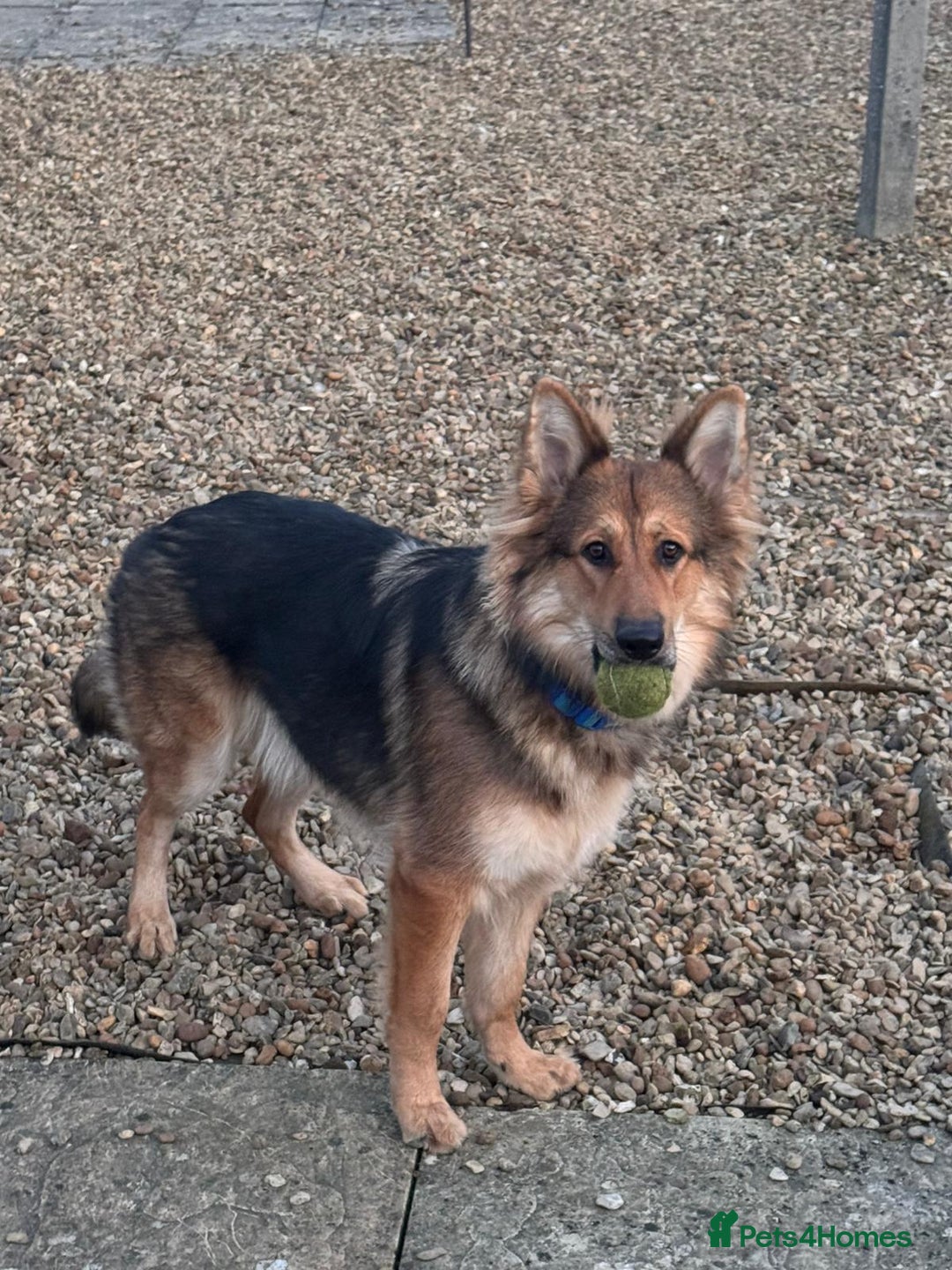 German Shepherd dogs for sale: Rehoming due to health issues  - Advert 2
