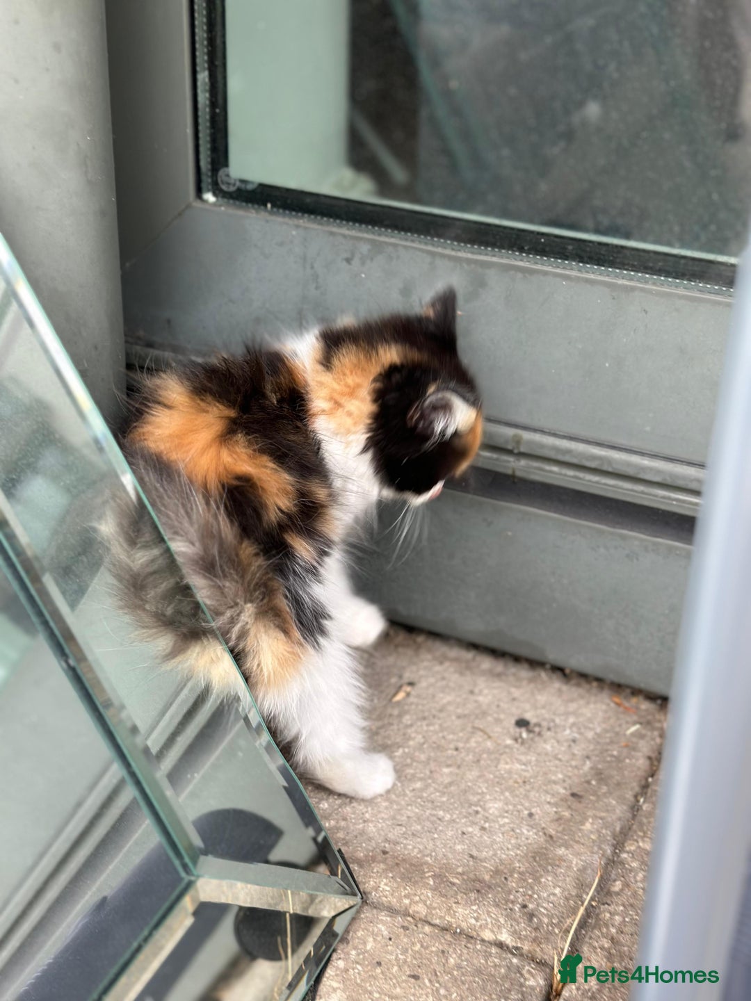 Mixed Breed cats for sale: Fluffy cute kittens available  - Image 8