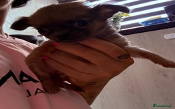Chug dogs for sale: Teacup female long coat  - Image 5