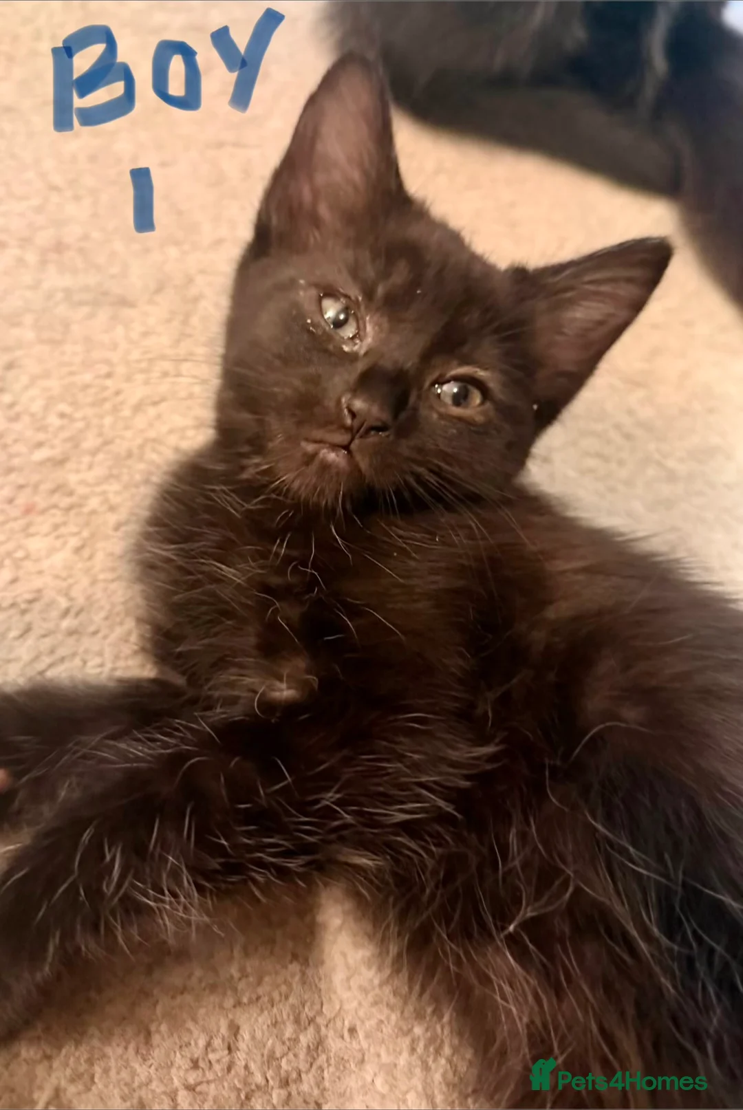 Mixed Breed cats for sale: Beautiful Kittens  - Advert 8