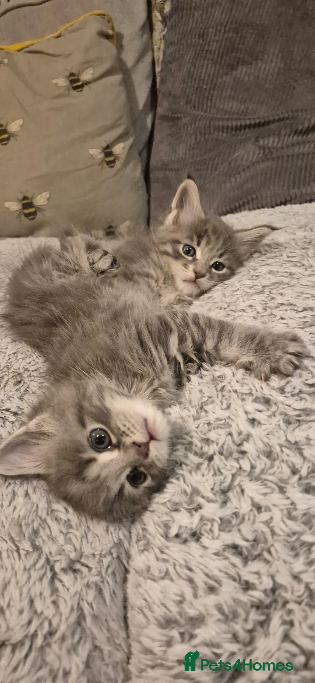 Maine Coon cats for sale: GCCF registered Pedigree Maine Coon Kittens - Advert 30