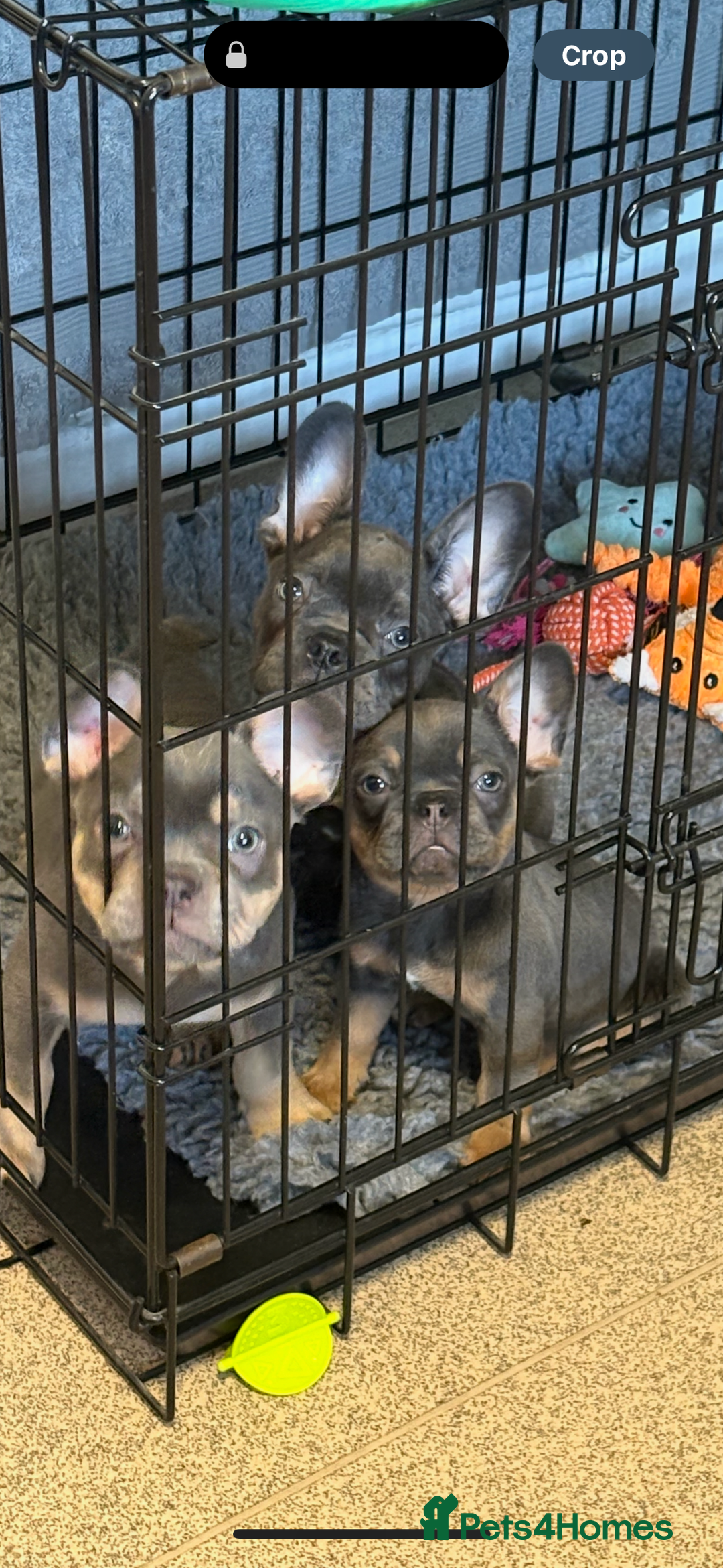 French Bulldog dogs for sale: 1 KC REG BOY LEFT 🩵🩵🩵 READY TO GO 🩵 in Basildon - Image 7