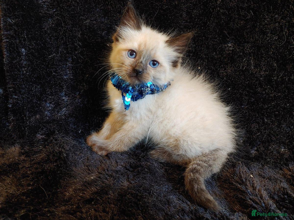 Ragdoll cats for sale:  Beautiful Ragdoll kittens - Advert 1