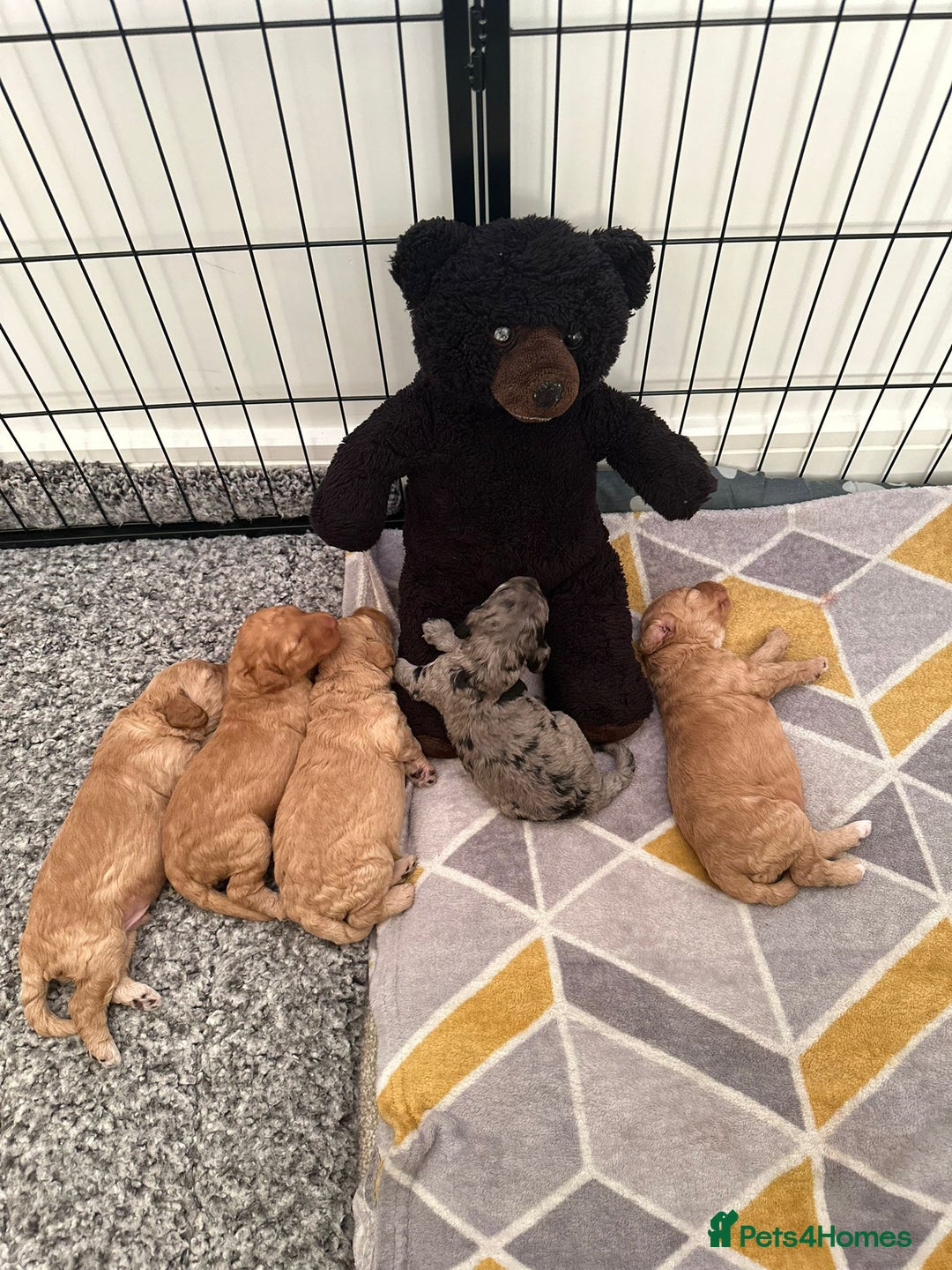Cockapoo dogs for sale: Cockapoo Pups - Image 7