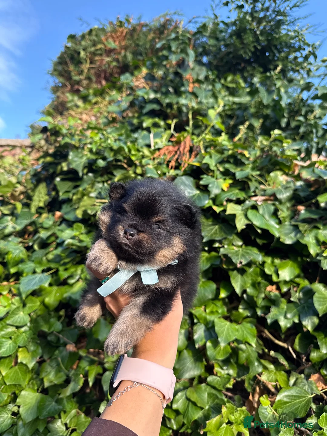 Pomeranian dogs for sale: KC micro Russian bloodlines Pomeranian puppies - Advert 2