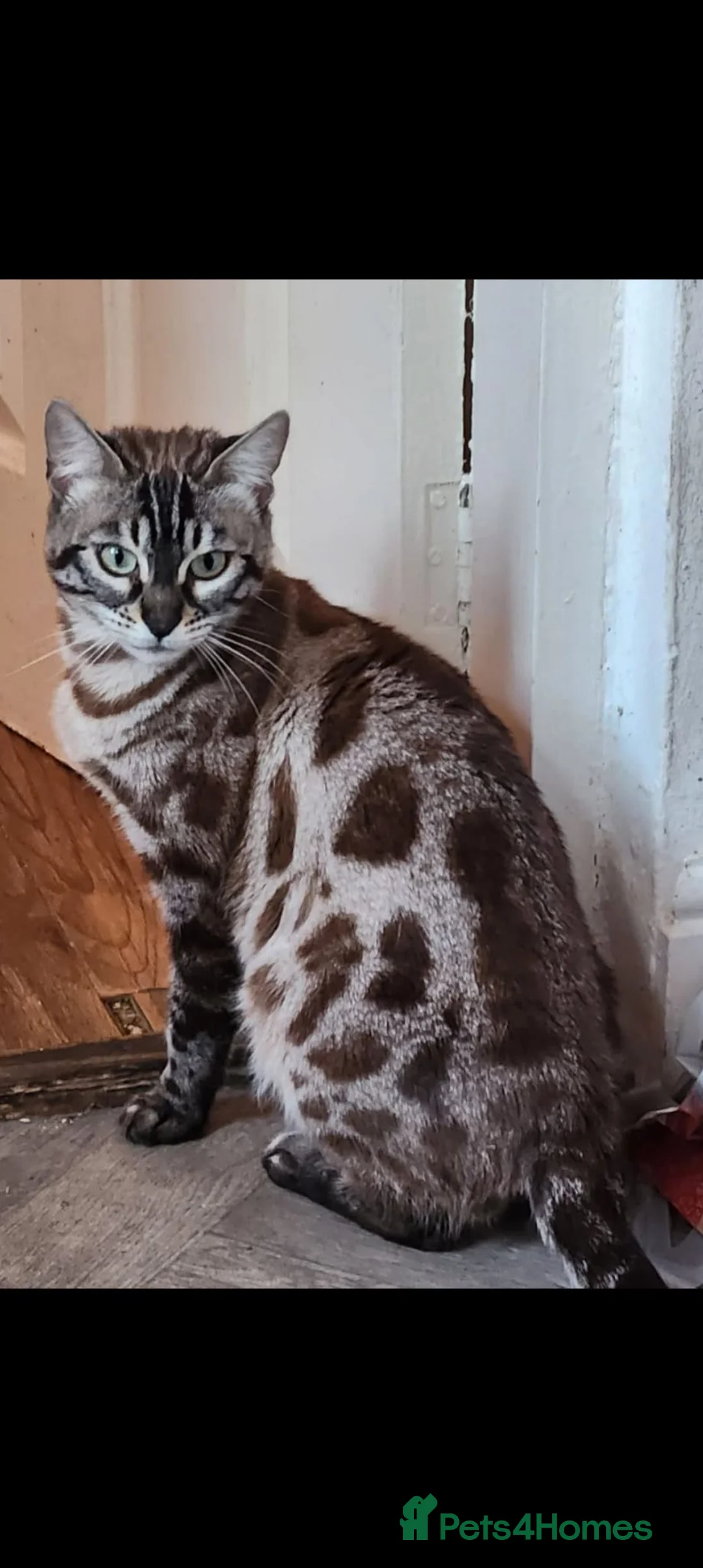 Bengal cats for sale: TICA RARE charcoal SNOW mink, 3 years - Advert 1