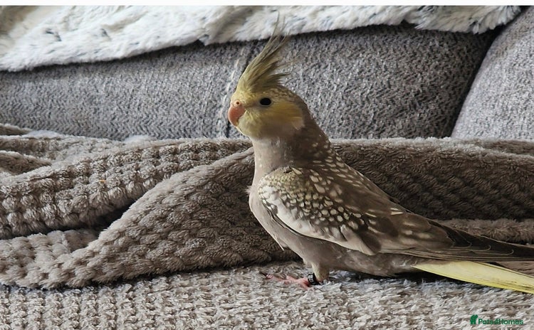 Cockatiels birds - Advert 4