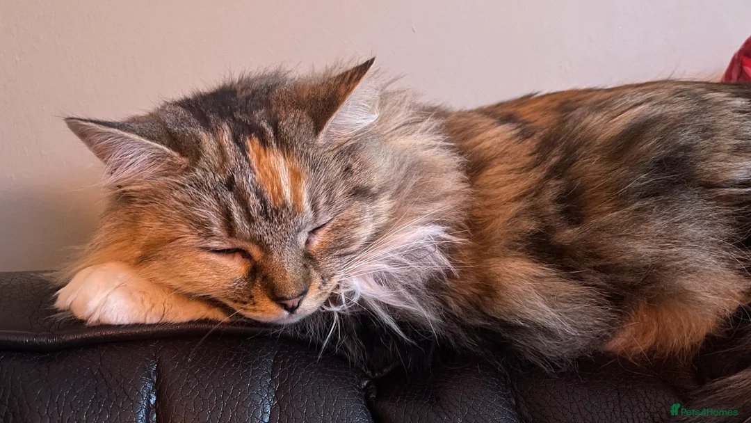 Mixed Breed cats for sale: Beautiful long hair 3 year old Zoggy - Advert 3