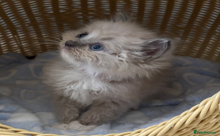 Ragdoll cats - Advert 15
