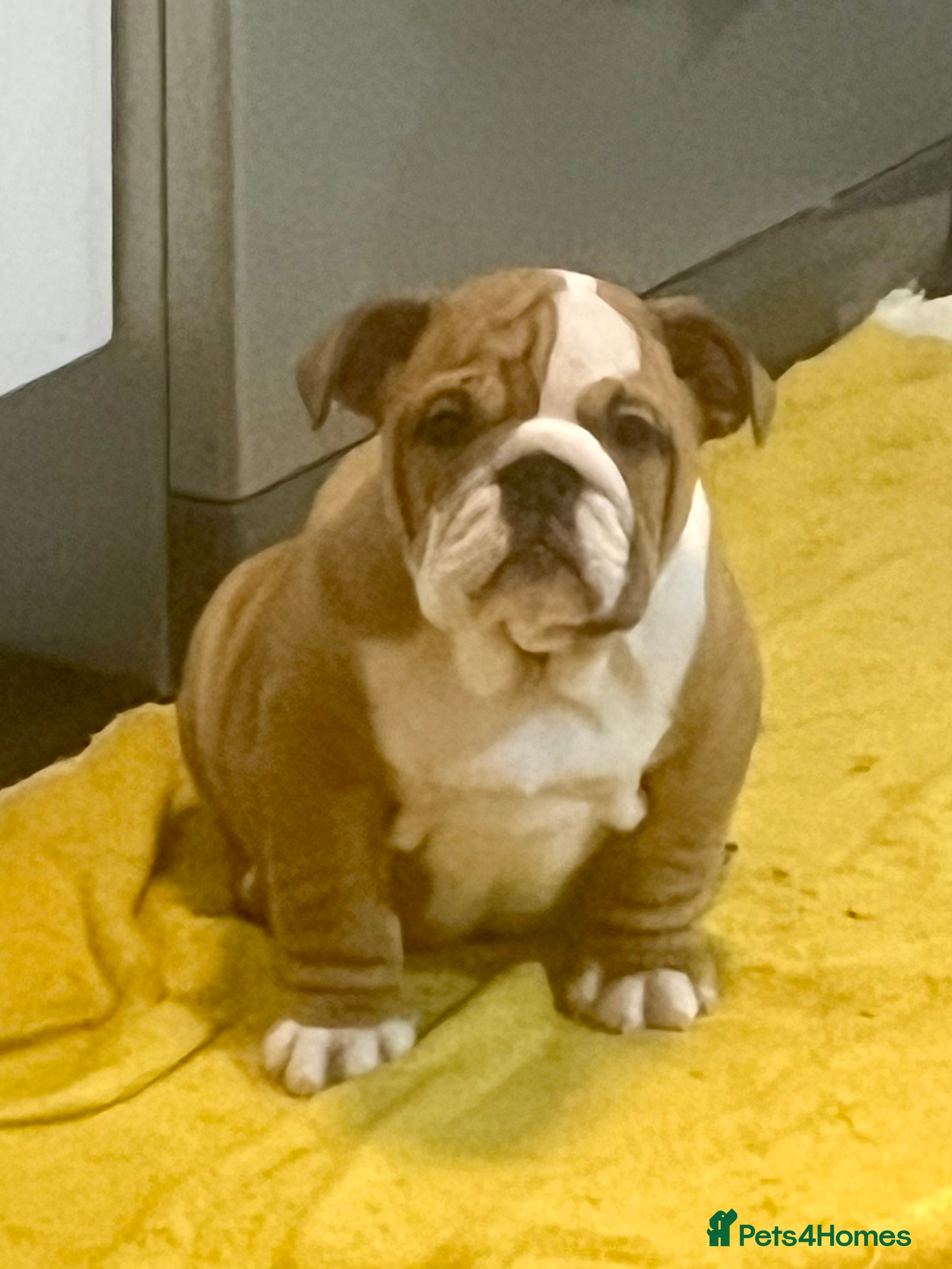 English Bulldog dogs Champion Sired KC Reg Bulldog Puppy - Advert 2