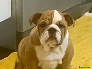 English Bulldog dogs Champion Sired KC Reg Bulldog Puppy - Advert 2