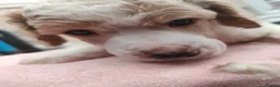 Standard Poodle dogs for sale: Elite KC Standard Parti Poodle Pups - Advert 9