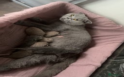 British Shorthair cats for sale: Stunning British Shorthairs/Folds - Image 2