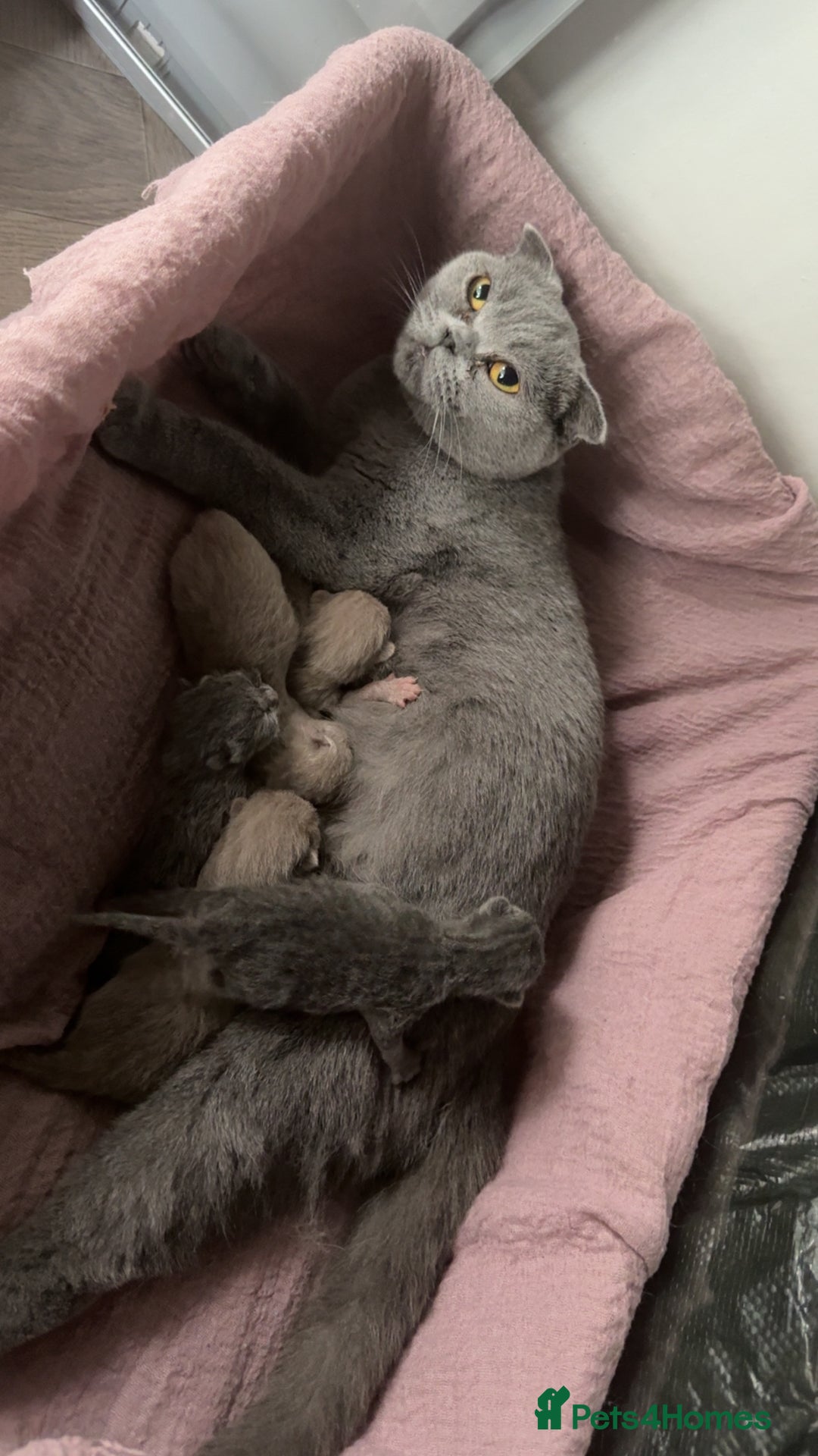 British Shorthair cats for sale: Stunning British Shorthairs/Folds - Image 2