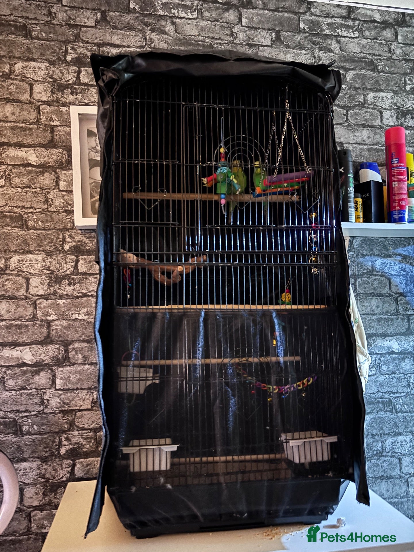 Budgerigars birds 1 yr old Budgies with Cage  - Advert 2