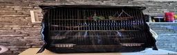 Budgerigars birds for sale: 1 yr old Budgies with Cage  - Advert 2
