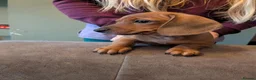 Miniature Dachshund dogs for sale: 1 boy left!Beautiful Miniature Dachshund Puppies   - Advert 7