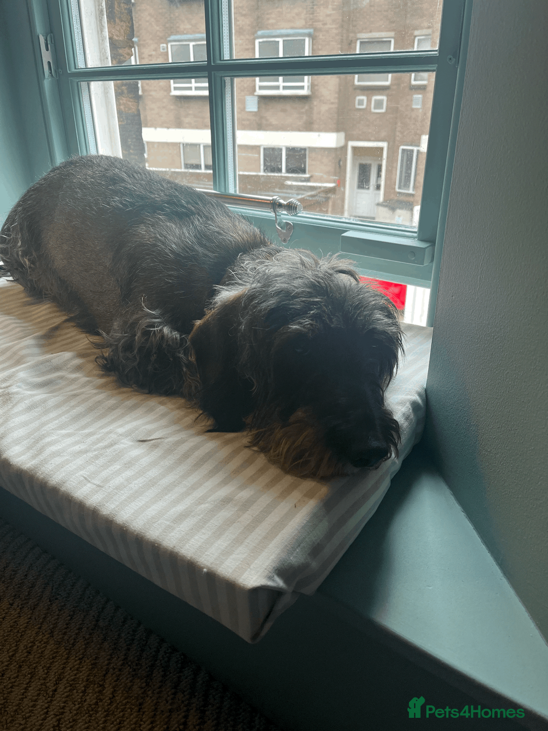 Dachshund dogs for sale: Wire-haired Dachshund Frank  - Advert 6