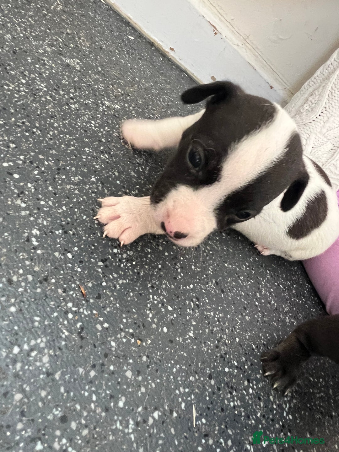 Jack Russell dogs for sale: 2 puppies for sales - Image 8
