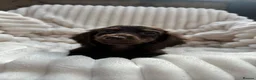 Miniature Dachshund dogs for sale: Fabulous Litter of Long haired dachshund puppies  - Advert 29