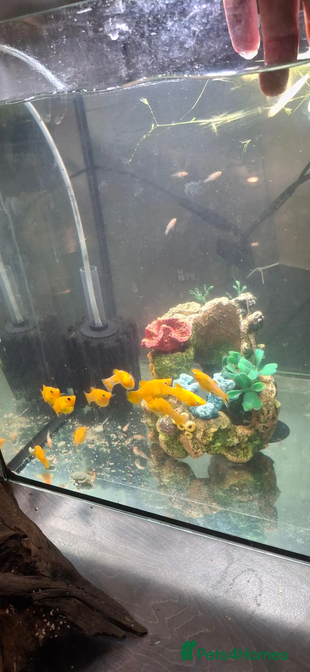 Mollies fish for sale: Yellow mollie fish . £1 each - Advert 2