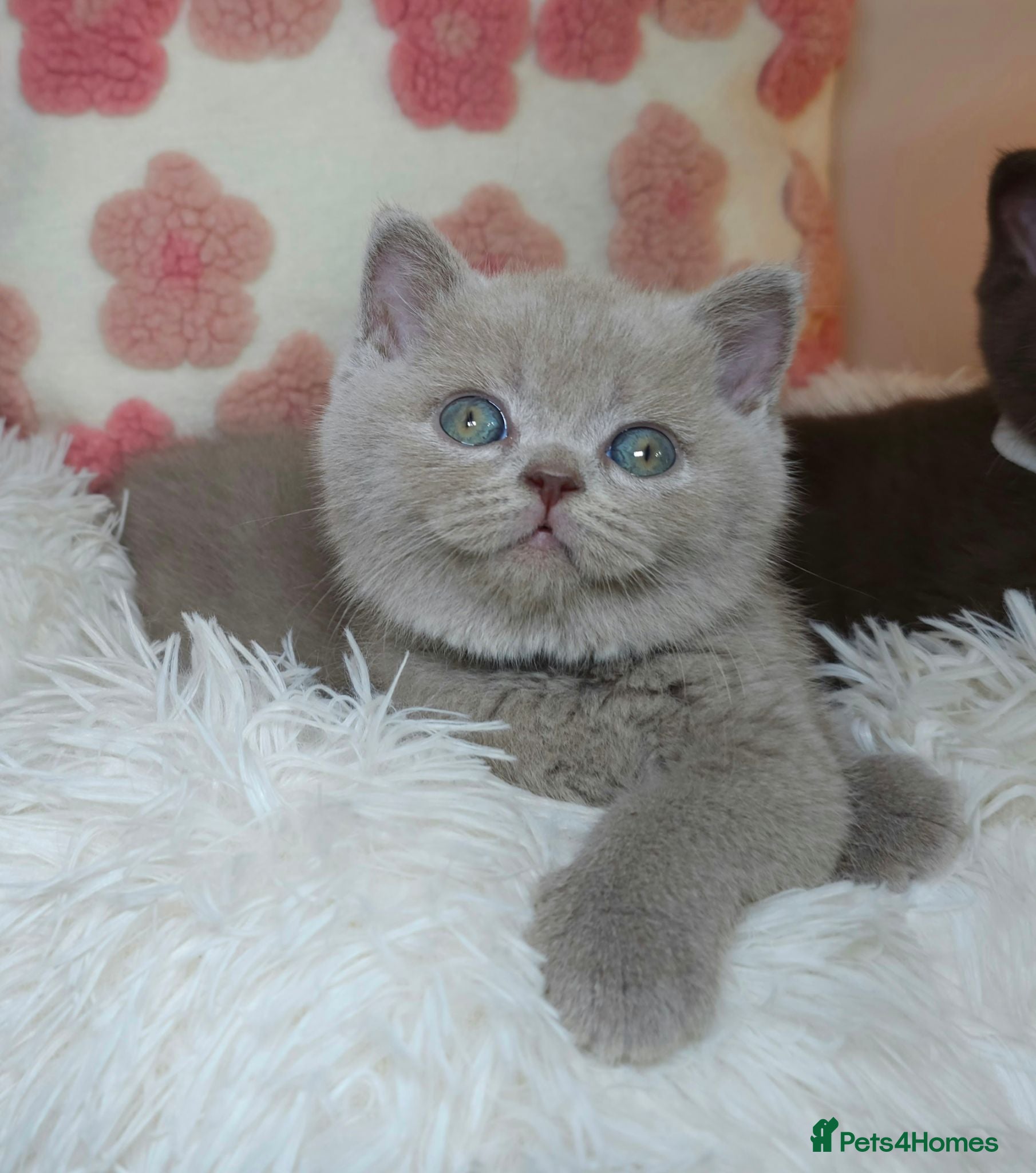 British Shorthair cats Lilac BSH🚗FREE DELIVERY  - Advert 9