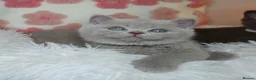 British Shorthair cats for sale: READY NOW🚗FREE DELIVERY  - Advert 1
