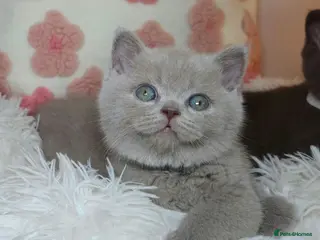 British Shorthair cats Lilac BSH🚗FREE DELIVERY - Advert 9