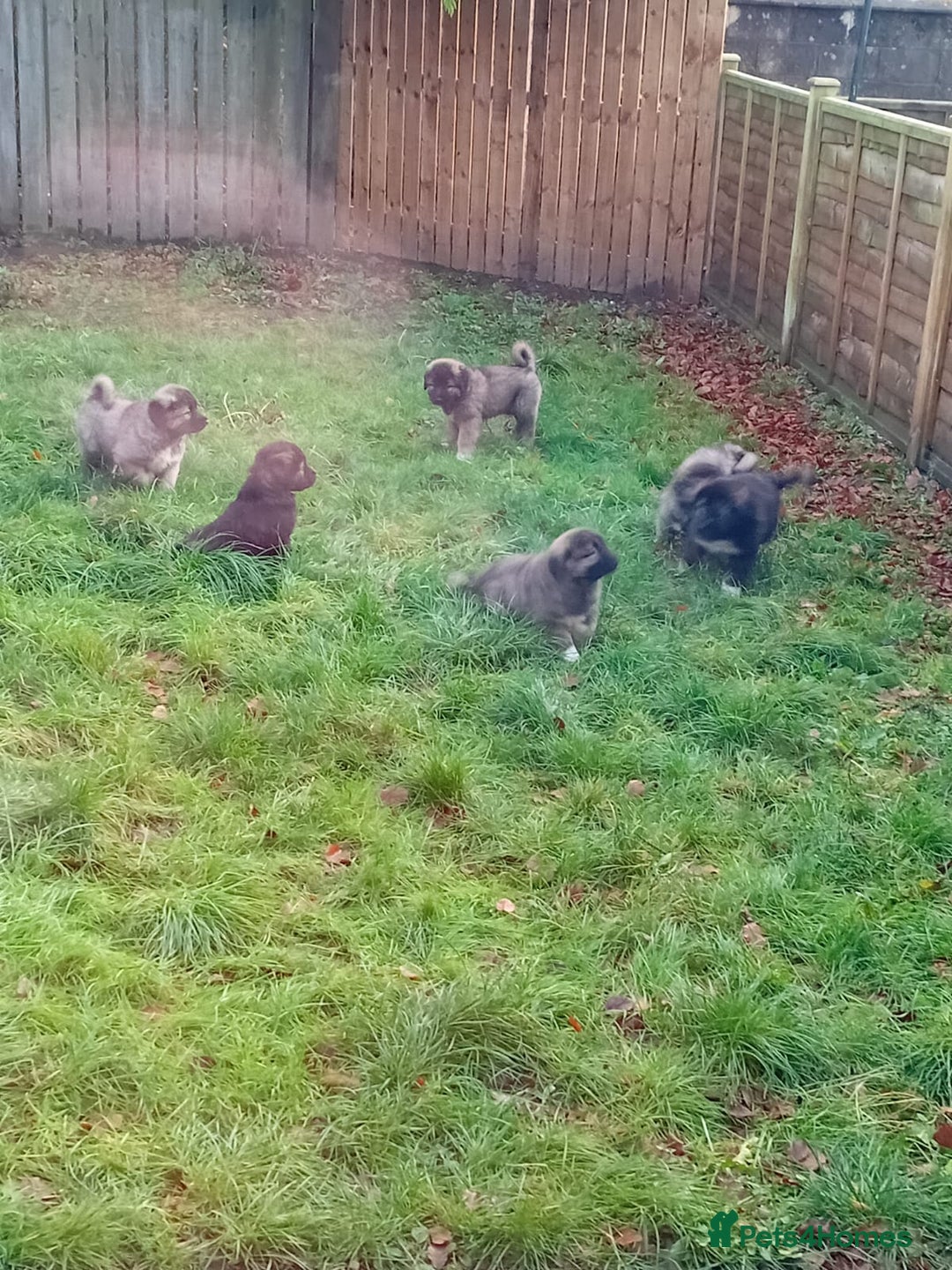 Caucasian Shepherd Dog dogs for sale: Caucasian shepherd puppies for sale - Advert 4