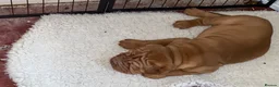 Mixed Breed dogs for sale: Shar- pei x Ridgeback  - Advert 4