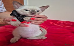 Mixed Breed cats for sale: Lovely Burmese cross Siamese kittens ready to go - Image 6