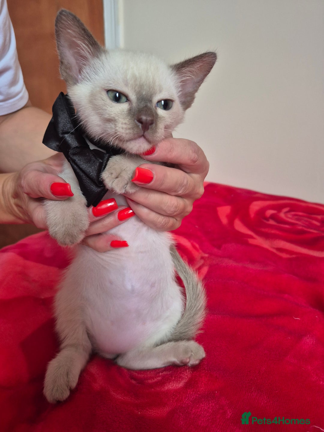 Mixed Breed cats for sale: Lovely Burmese cross Siamese kittens ready to go - Image 6
