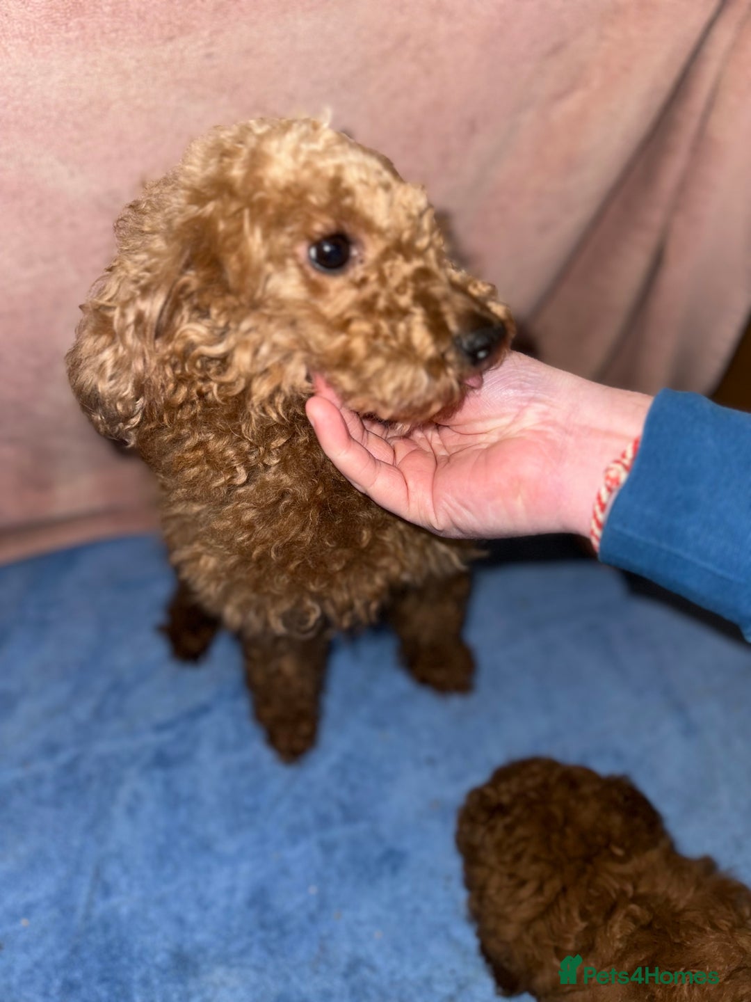 Toy Poodle dogs for sale: Toy poodle puppy - Advert 7