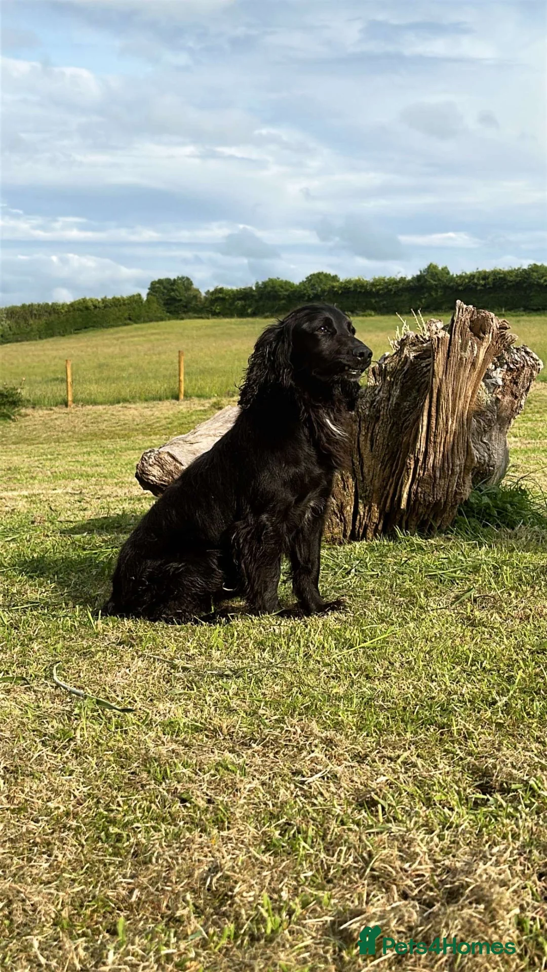 Cocker Spaniel dogs for stud: Black working cocker for stud  - Advert 2