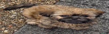 Shih Tzu Puppy 3
