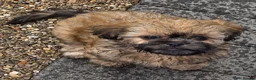 Shih Tzu dogs for sale: Shih tzu puppies  - Advert 3