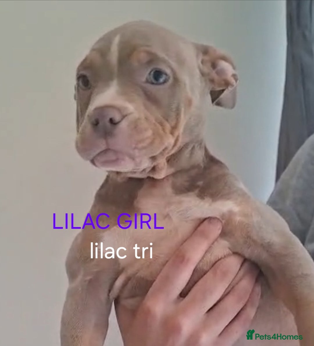 American Bulldog dogs for sale: Pocket bullie pups  - Image 10