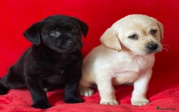 Labrador Retriever dogs for sale: Beautiful chunky Labrador pups NOW READY - Image 8
