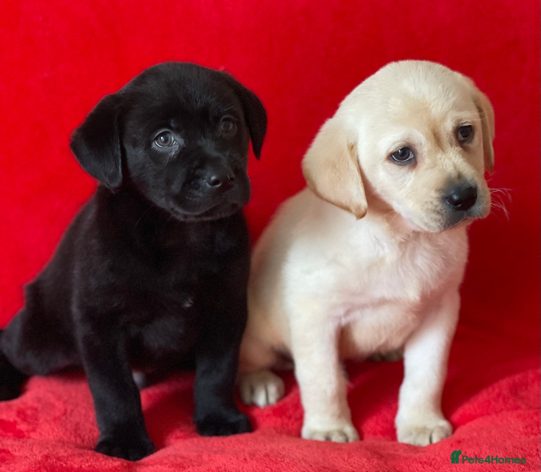 Labrador Retriever dogs for sale: Beautiful chunky Labrador pups NOW READY - Image 8