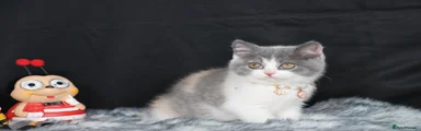 British Shorthair 1