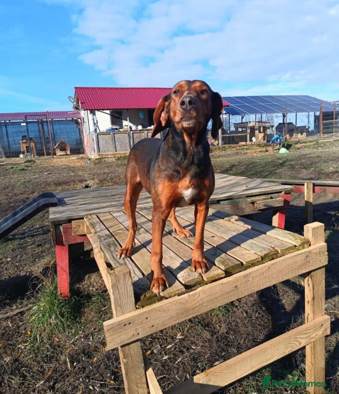 Mixed Breed dogs for adoption: Runa - Norwich Norfolk  - Advert 6