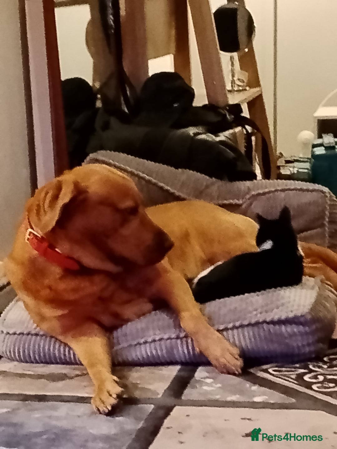 Labrador Retriever dogs for stud: Sir Bonzo - Image 12