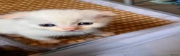 Ragdoll cats for sale: 🌟 Stunning Ragdoll Kittens – Little Angels  🌟 - Advert 7