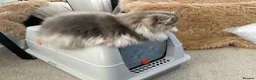 Persian cats for sale: Beautiful Silver Shaded Persian Female - Advert 5