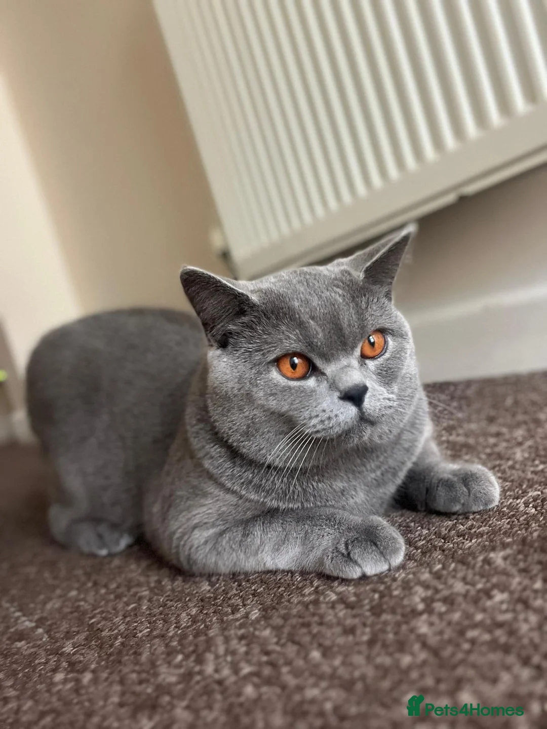 British Shorthair cats for stud: Totto in Swindon - Advert 5